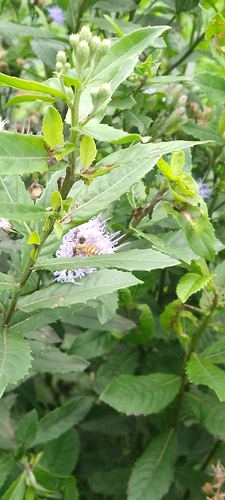 African Honey Bee