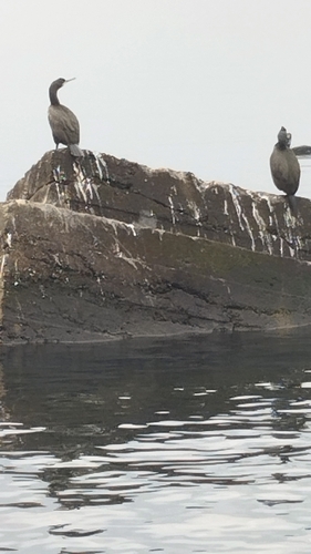 European Shag