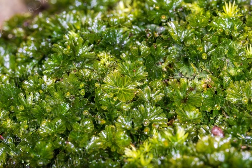 Tiny Bristle Fern