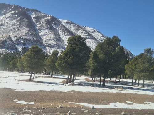 Aleppo pine