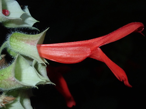 Salvia libanensis