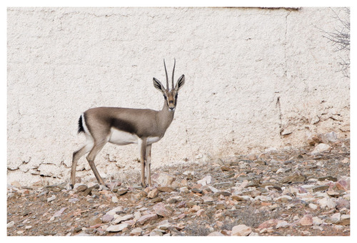 Gazella cuvieri (Ogilby, 1841)
