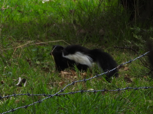 Hooded Skunk