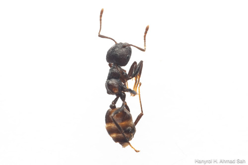 Crematogaster onustaCrematogaster onusta
