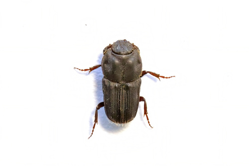 Eodrepanus parallelus