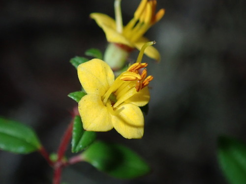 Chaetolepis anisandra