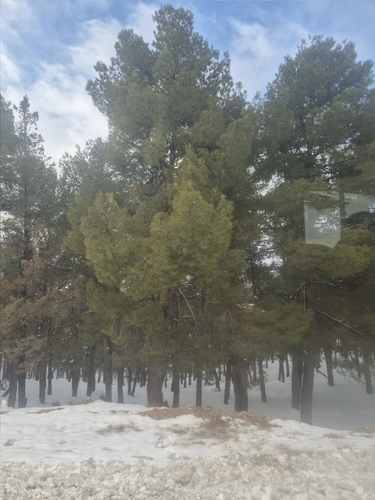 Aleppo pine