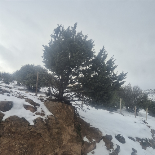 Juniperus oxycedrus badia
