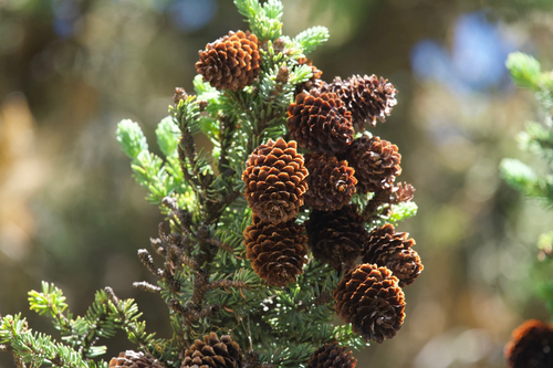 Picea crassifolia