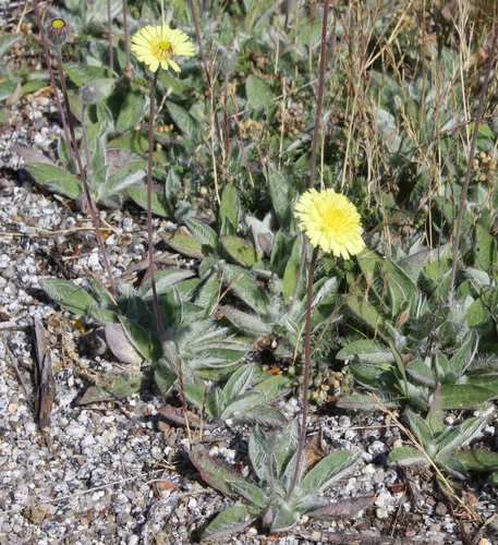 Pilosella pseudopilosella