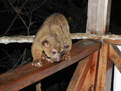 Kinkajou