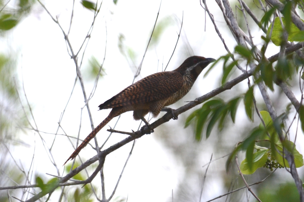 Black-billed Koel (Eudynamys melanorhynchus) photo