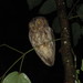 Sulawesi Scops-Owl - Photo (c) Paulo Alves, all rights reserved, uploaded by Paulo Alves