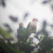 Green Imperial-Pigeon (Rufous-Naped) - Photo (c) Paulo Alves, all rights reserved, uploaded by Paulo Alves