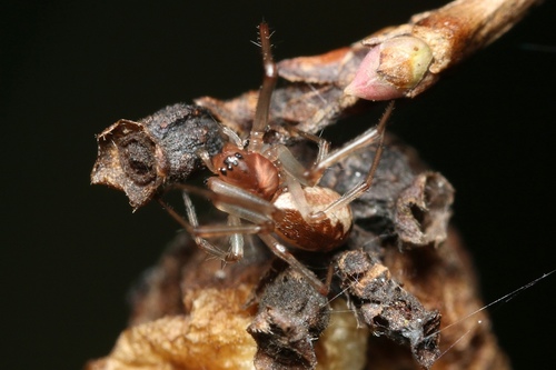 Neriene peltata