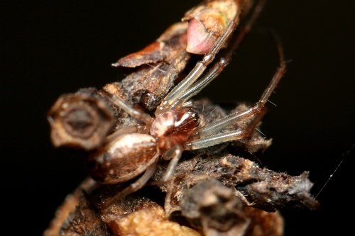 Neriene peltata