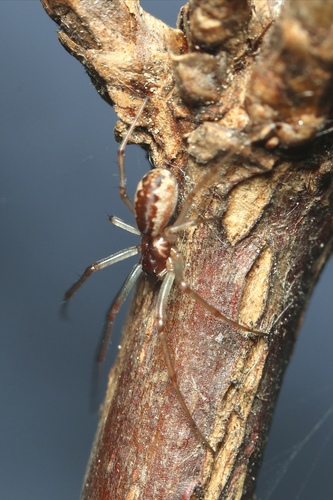 Neriene peltata