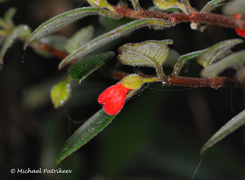 Nematanthus serpens