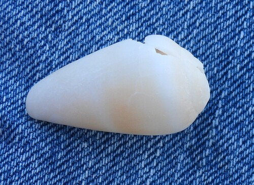 Conus guanche