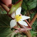 Begonia chlorolepis - Photo (c) Rudy Gelis, todos los derechos reservados, subido por Rudy Gelis
