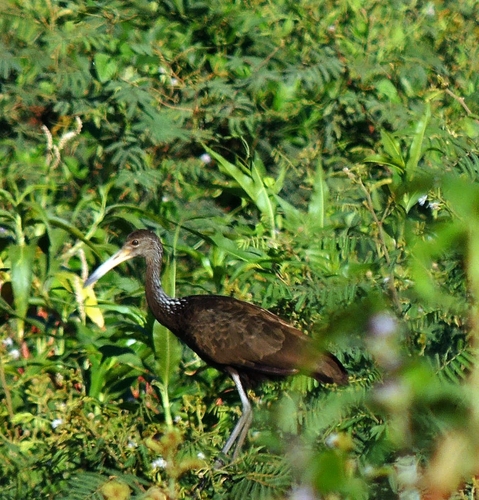 Limpkin