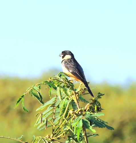 Rusty-collared Seedeater