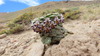 Viola turritella - Photo (c) MabelySergioMelo, all rights reserved, uploaded by MabelySergioMelo