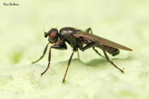 Crumomyia
