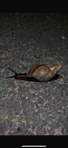 African Giant Snail