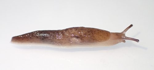 Chestnut Slug