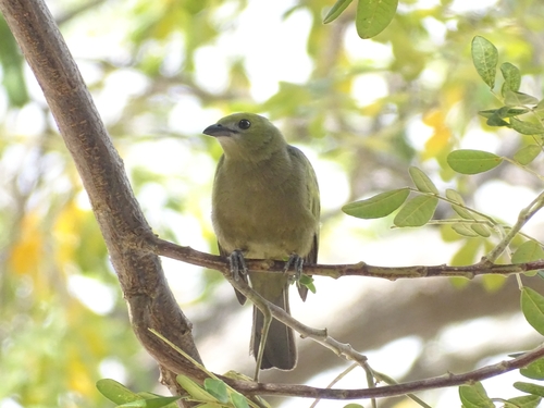 Palm Tanager