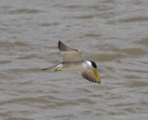 Large-billed Tern