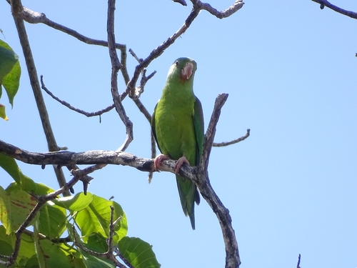 Orange-chinned Parakeet