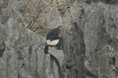 Delacour's Lutung