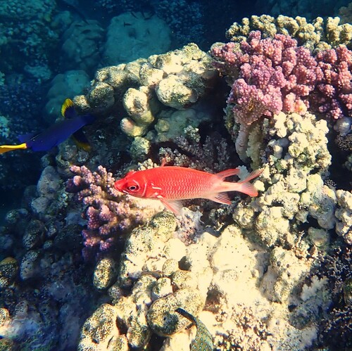 Tailspot Squirrelfish — seen at this dive site