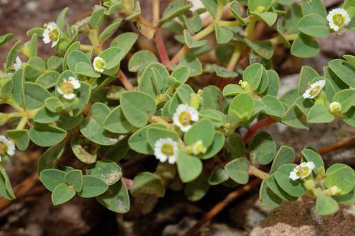 Euphorbia peruviana