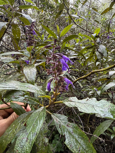 Salvia lavandula