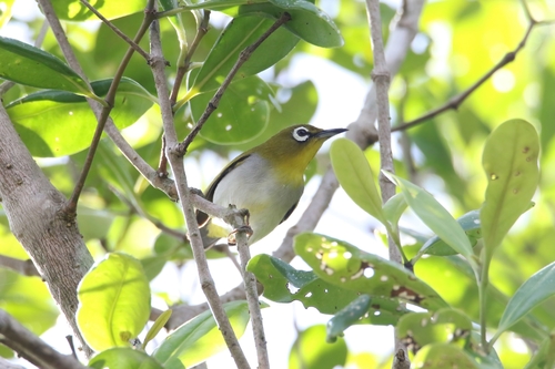 Swinhoe's White-eye