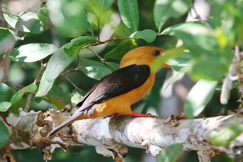 Brown-winged Kingfisher