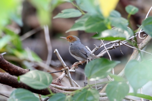 Ashy Tailorbird
