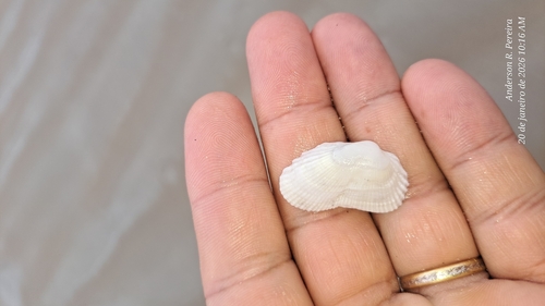Cucullaearca candida