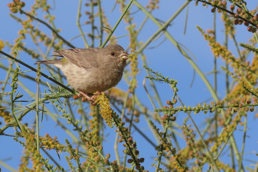 Arabian Serin photo