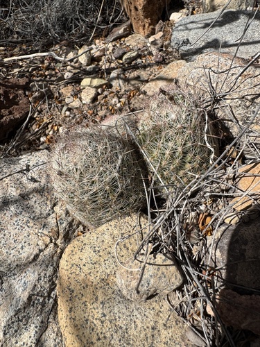 Escobaria tuberculosa varicolor