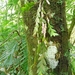 Dendrobium sagittatum - Photo (c) MAURA INDRIA M, todos los derechos reservados, subido por MAURA INDRIA M