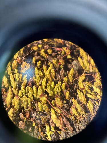 Large Wolverine Moss (Psilopilum laevigatum)