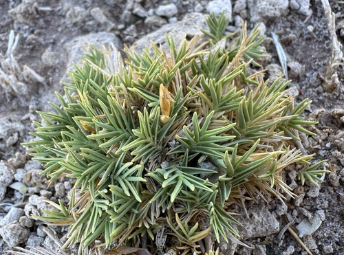 Distichlis humilis