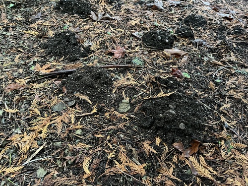 Coast Mole observed by nickpage