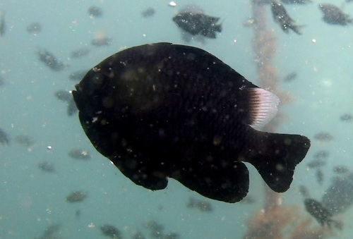 Dascyllus trimaculatus