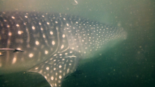 Rhincodon typus