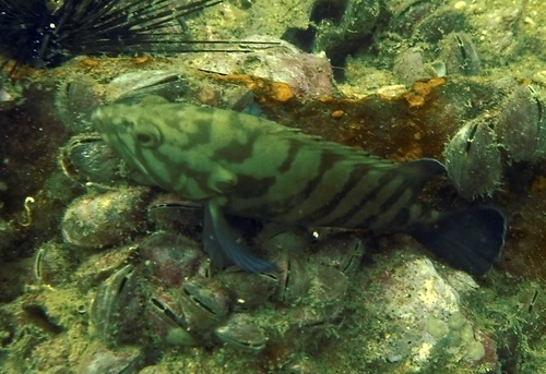 Cephalopholis boenak